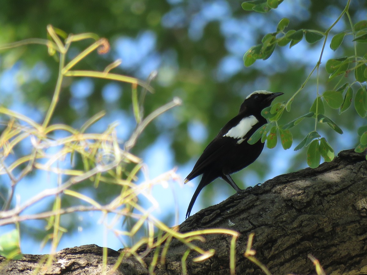 Arnot's Chat - ML646503113