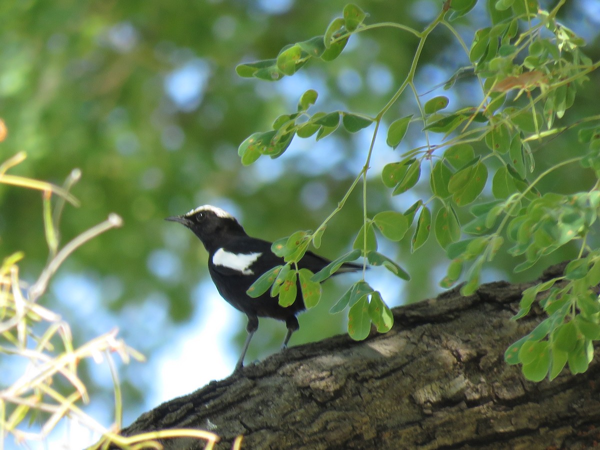 Arnot's Chat - ML646503114