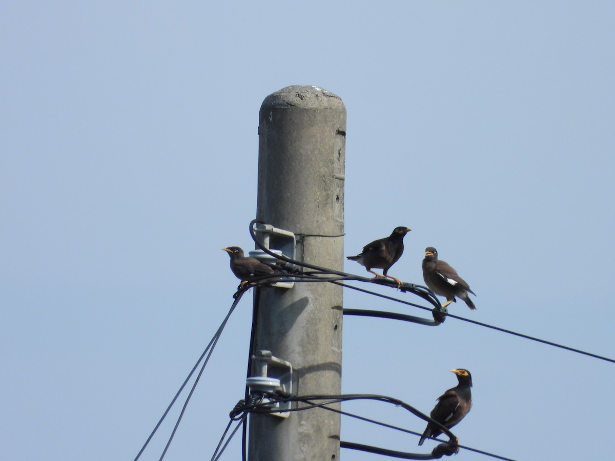 家八哥 - ML646503115