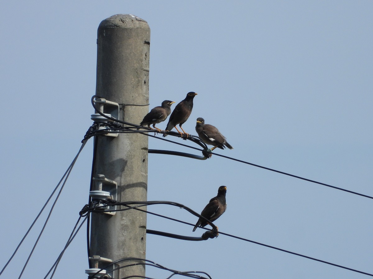 家八哥 - ML646503116