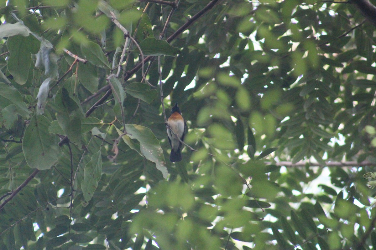Blue-throated Flycatcher - ML646503117