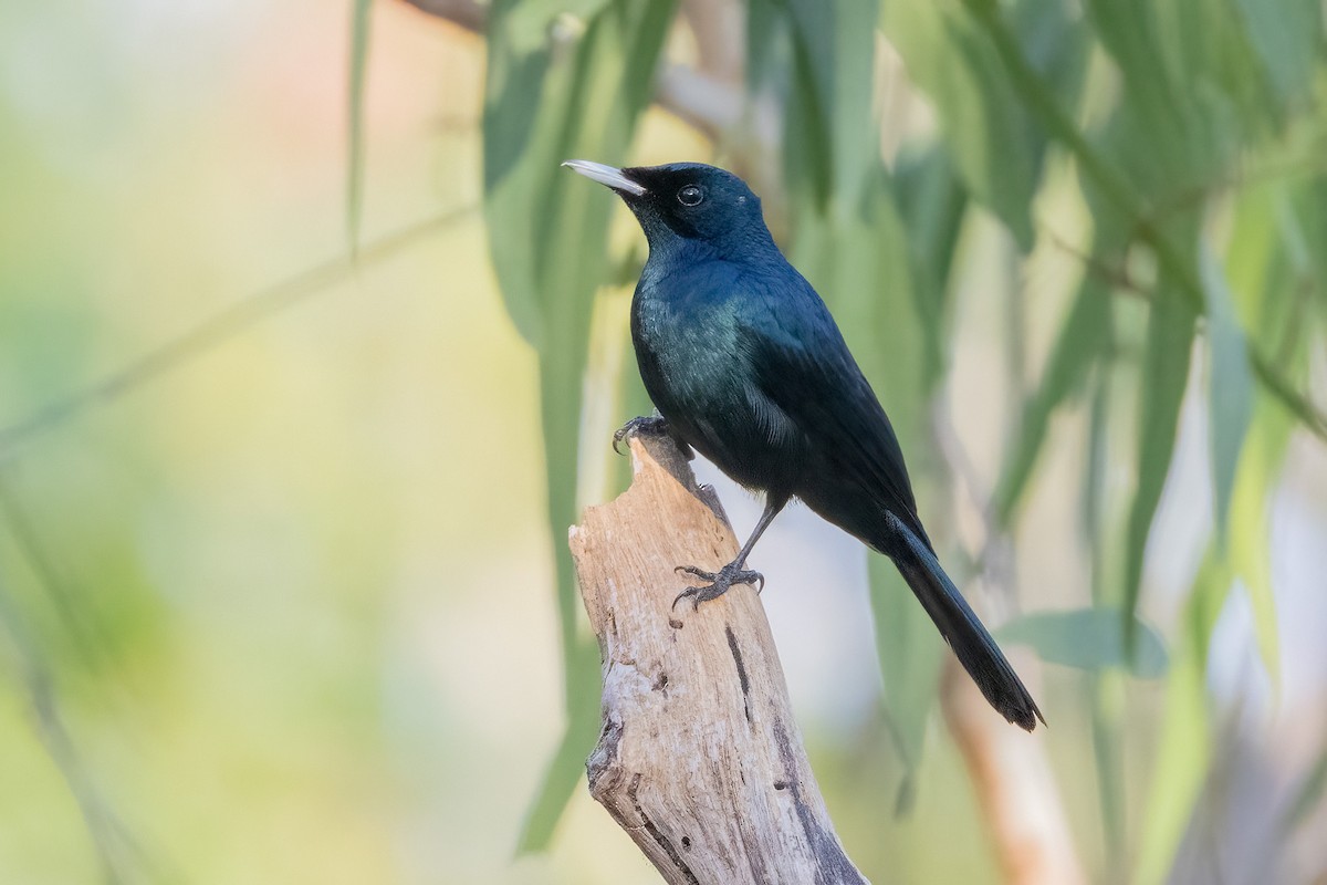 Shining Flycatcher - ML646503119