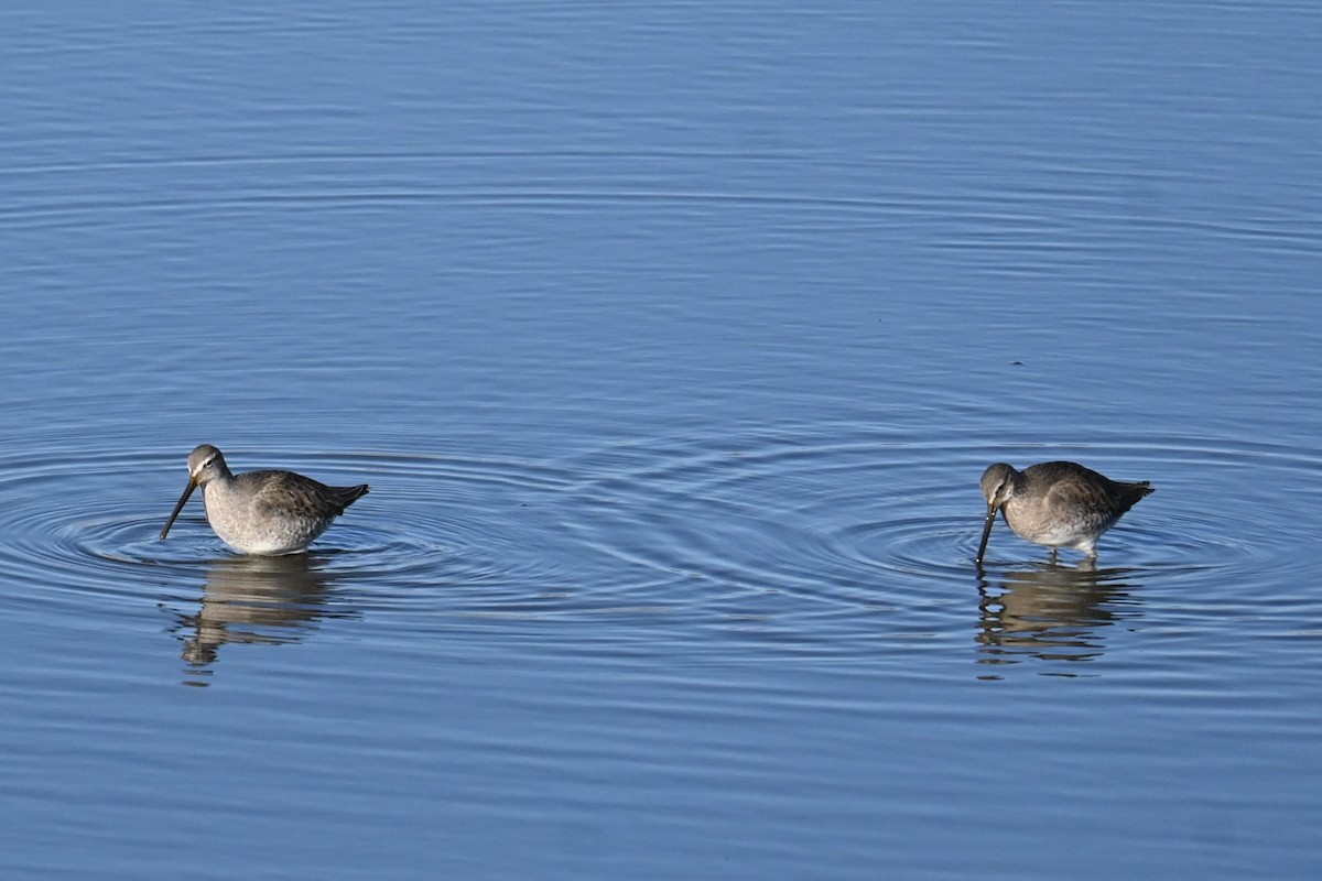 長嘴半蹼鷸 - ML646503120