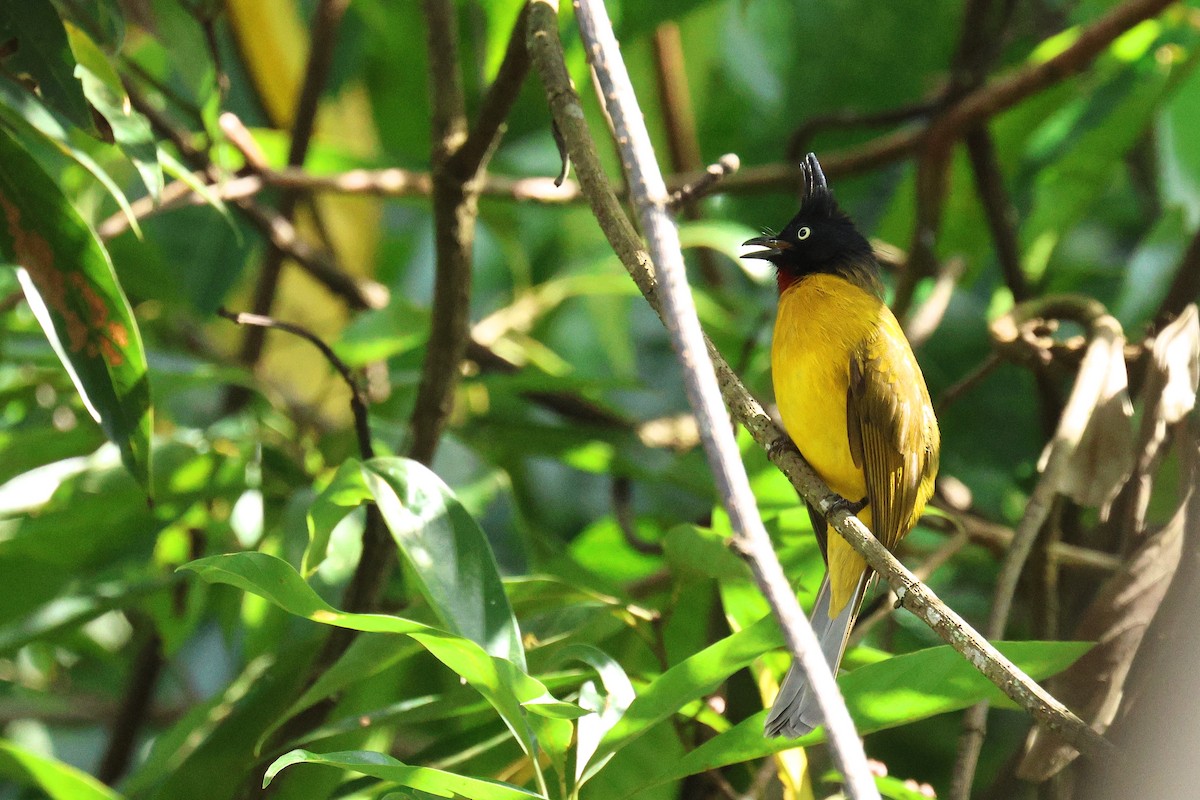 クロボウシヒヨドリ - ML646503121