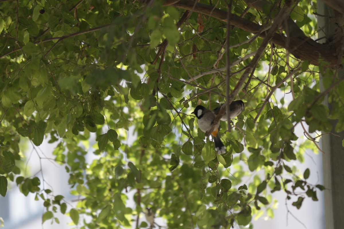 White-eared Bulbul - ML646503122