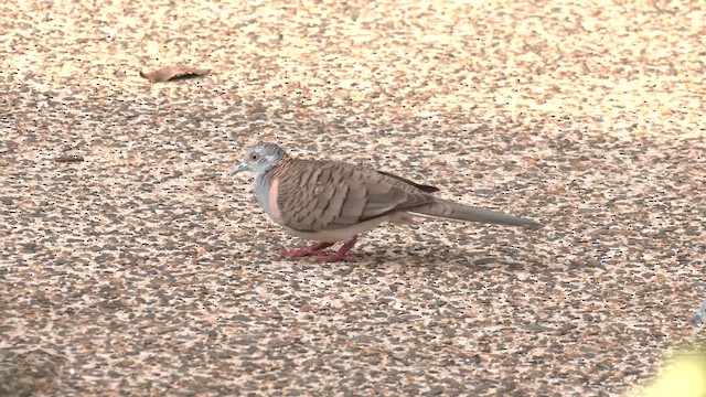 Bar-shouldered Dove - ML646503123