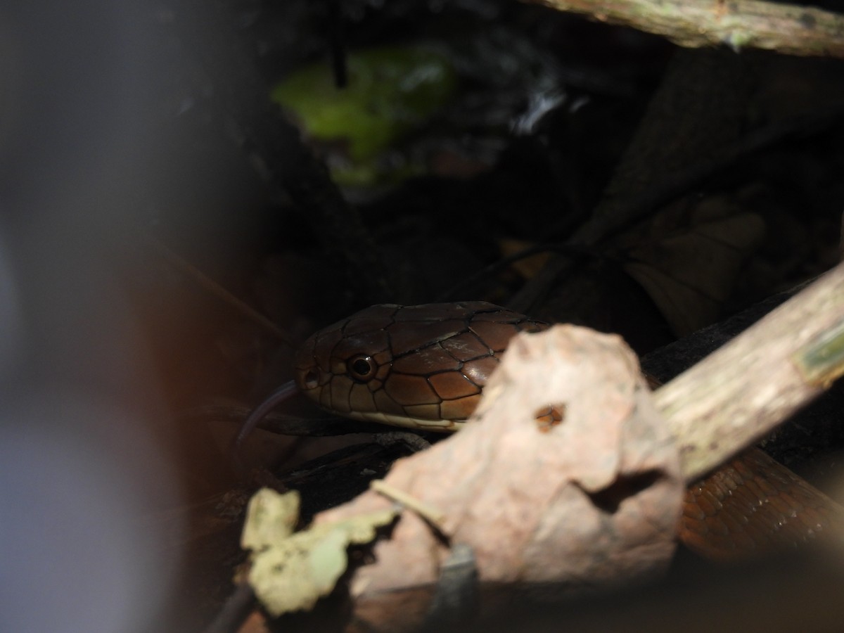 King Cobra - ML646503124