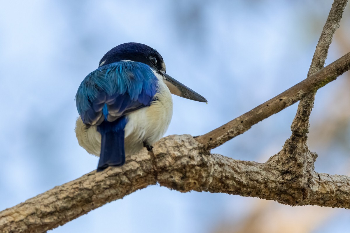 Spiegelliest - ML646503125