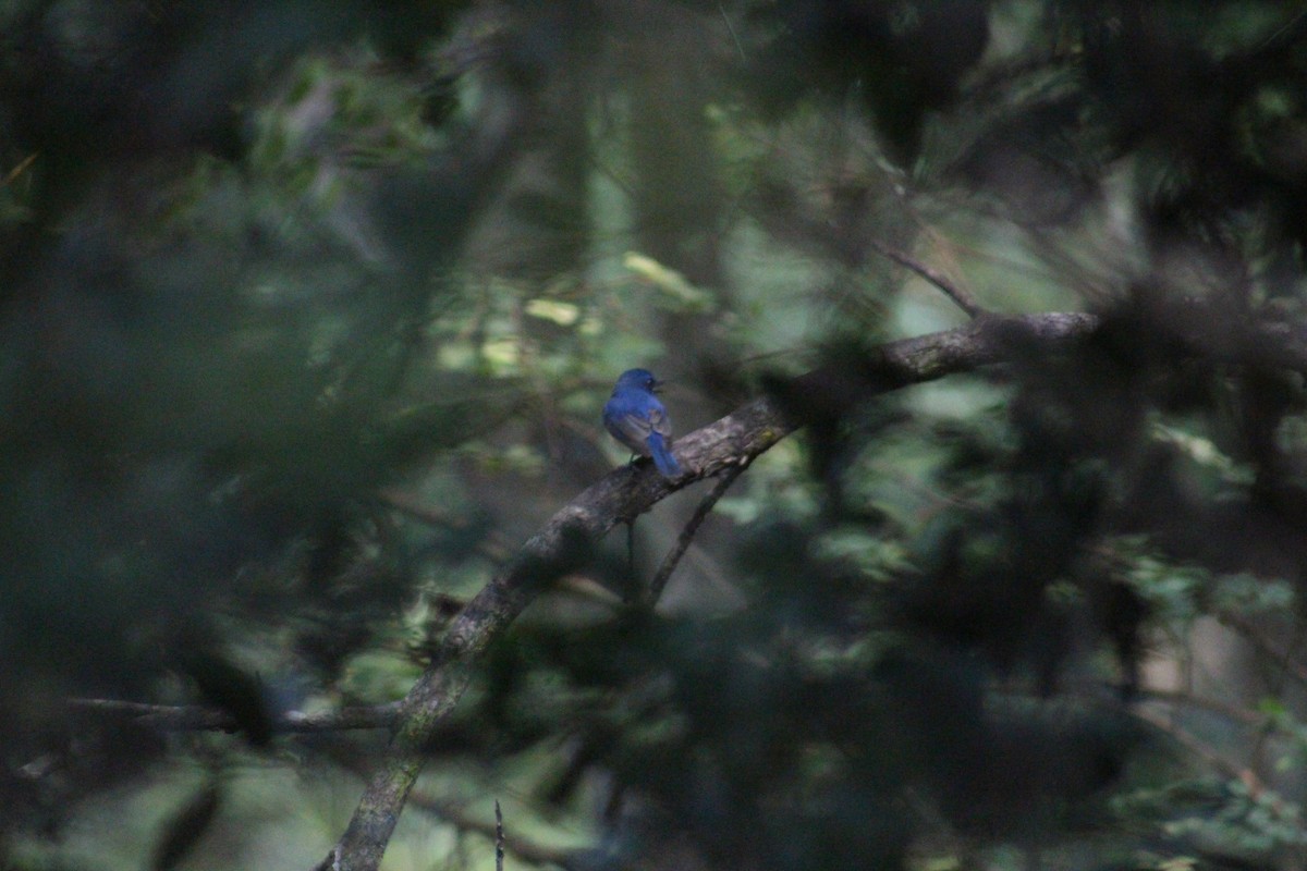 Blue-throated Flycatcher - ML646503131