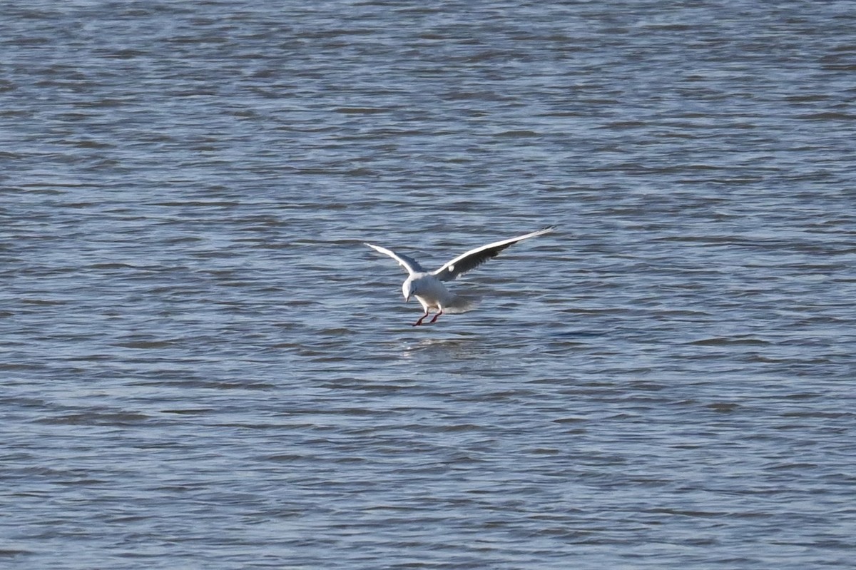 Black-headed Gull - ML646503133