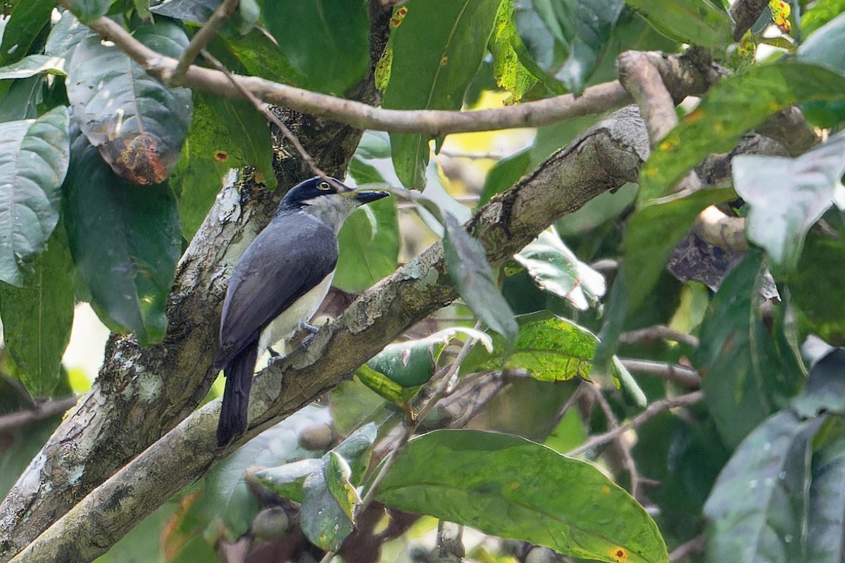 Malabar Woodshrike - ML646503136