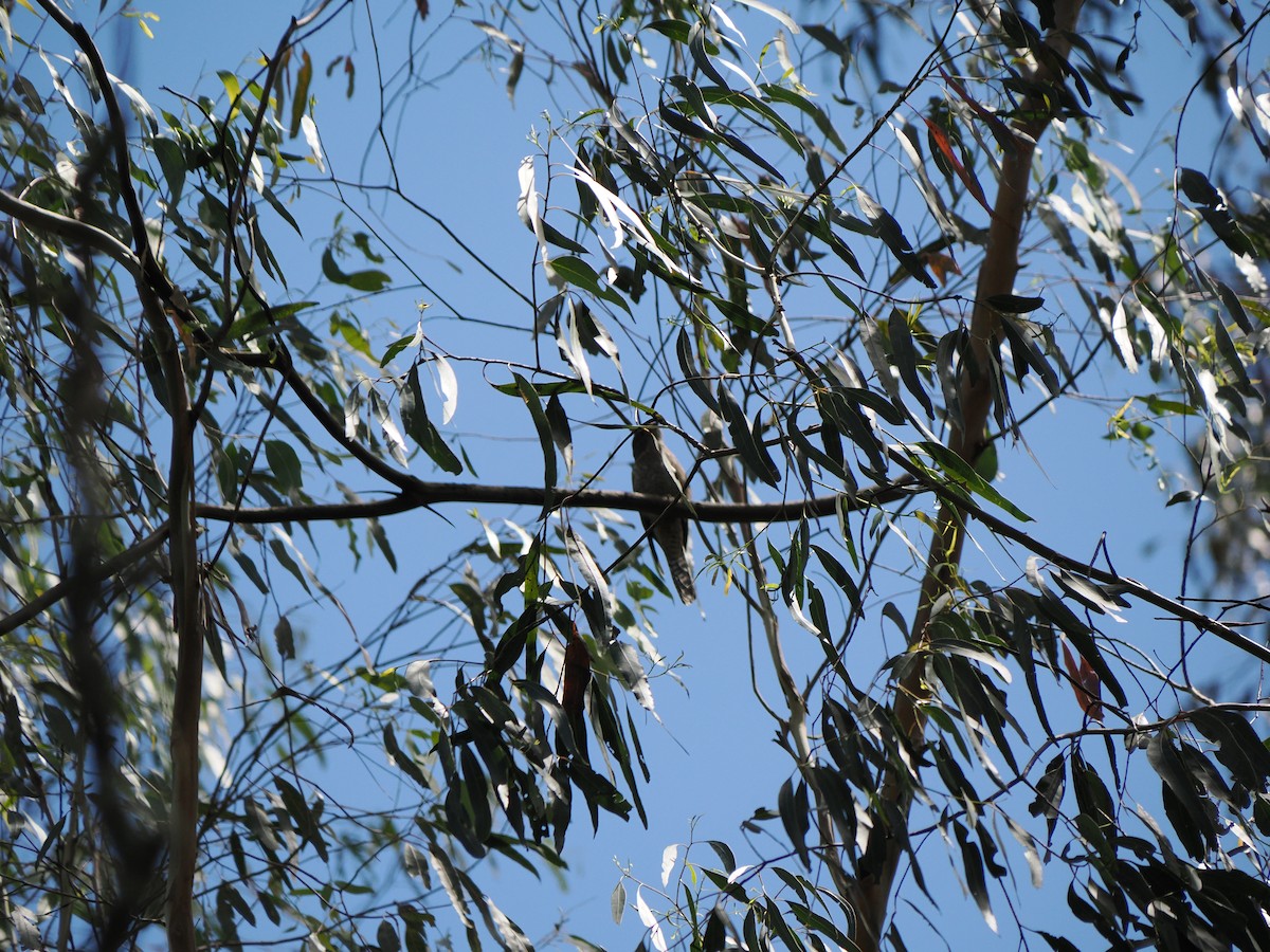 kukačka skořicová - ML646503138