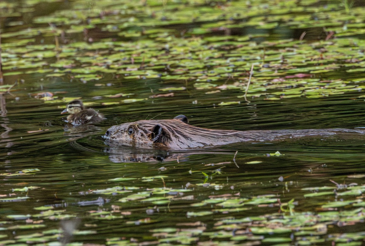 American Beaver - ML646503139