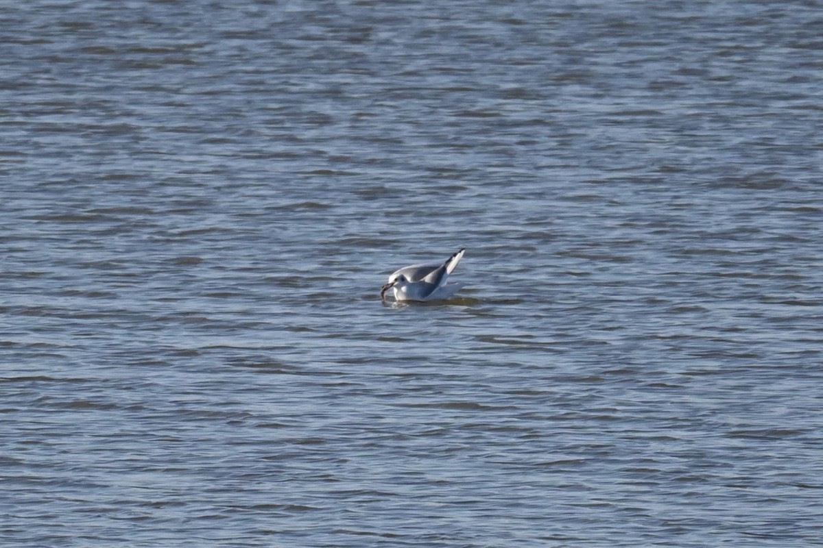 Black-headed Gull - ML646503140