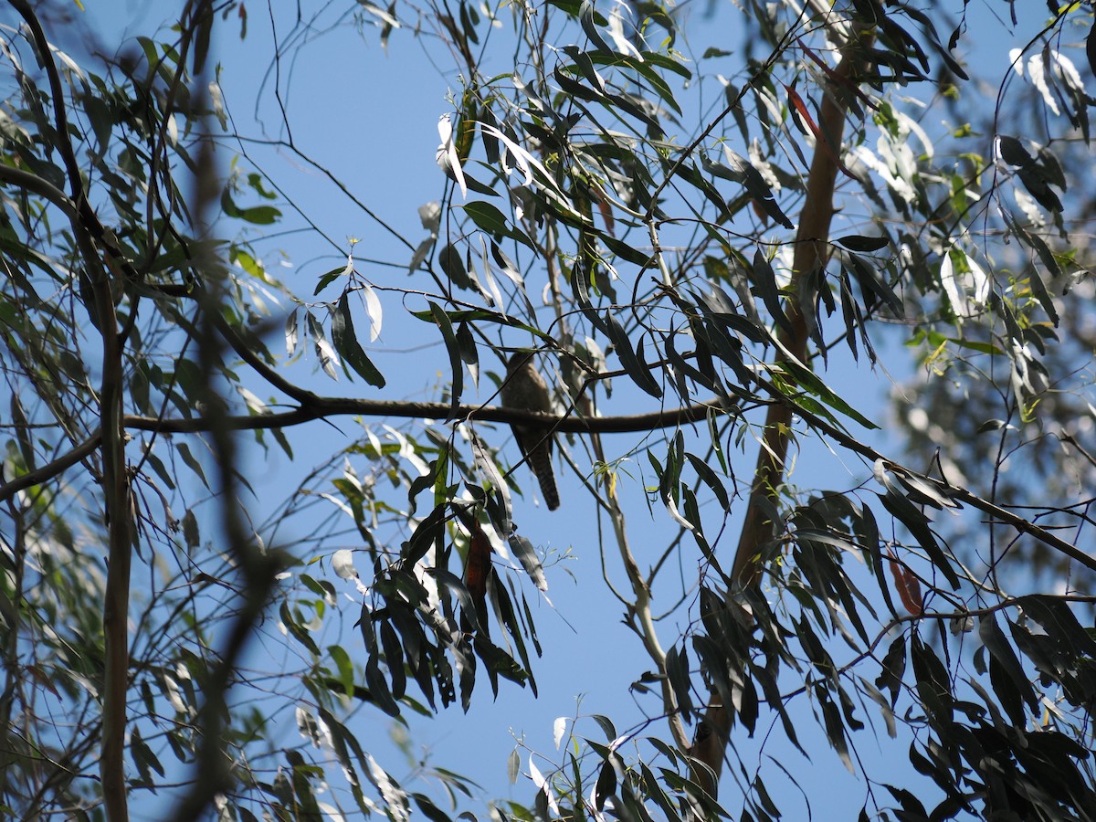 kukačka skořicová - ML646503141