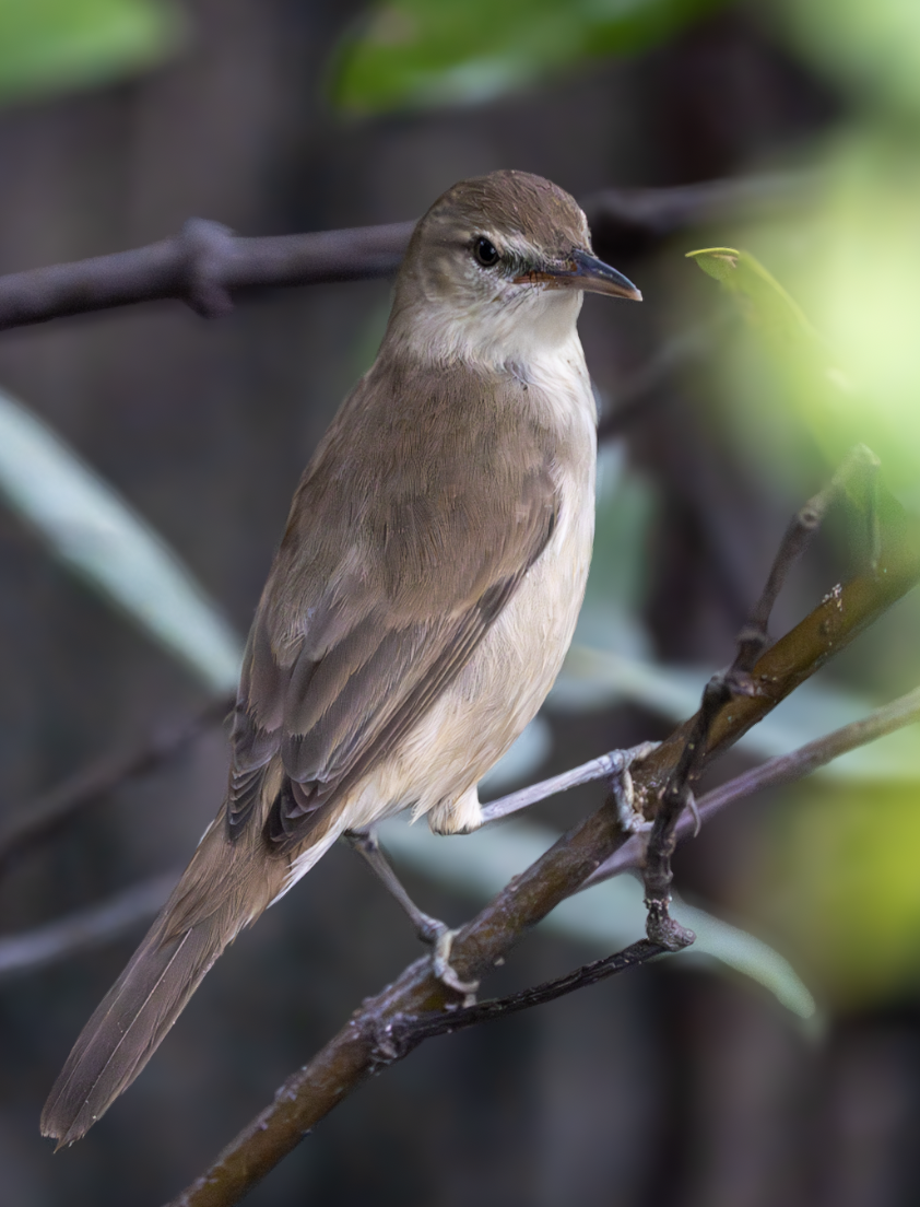 チュウヨシキリ - ML646503142