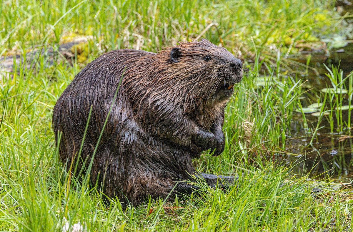 American Beaver - ML646503143