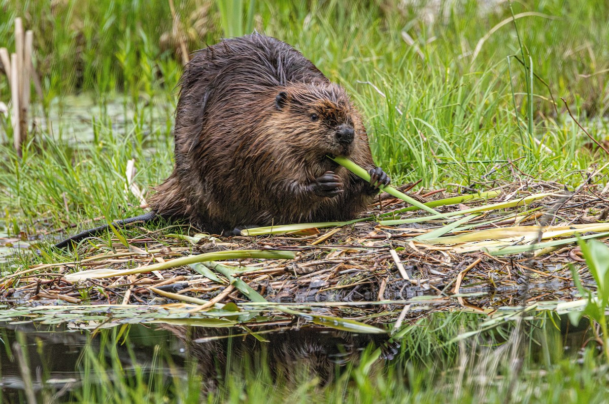American Beaver - ML646503147