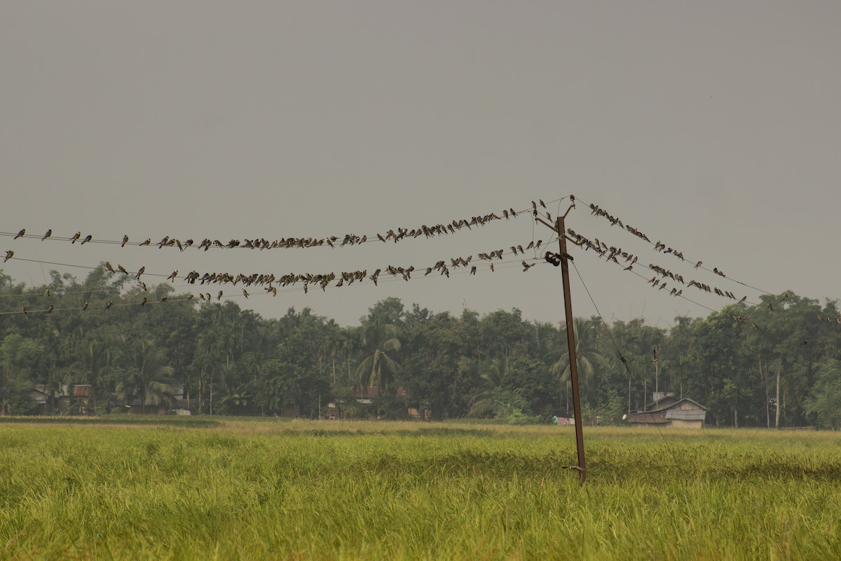 Amur Falcon - ML646503148