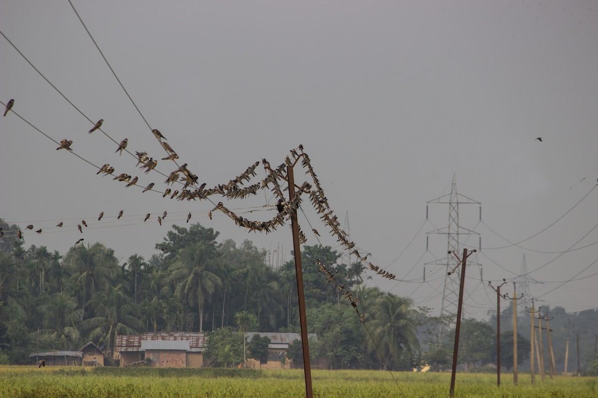Amur Falcon - ML646503149