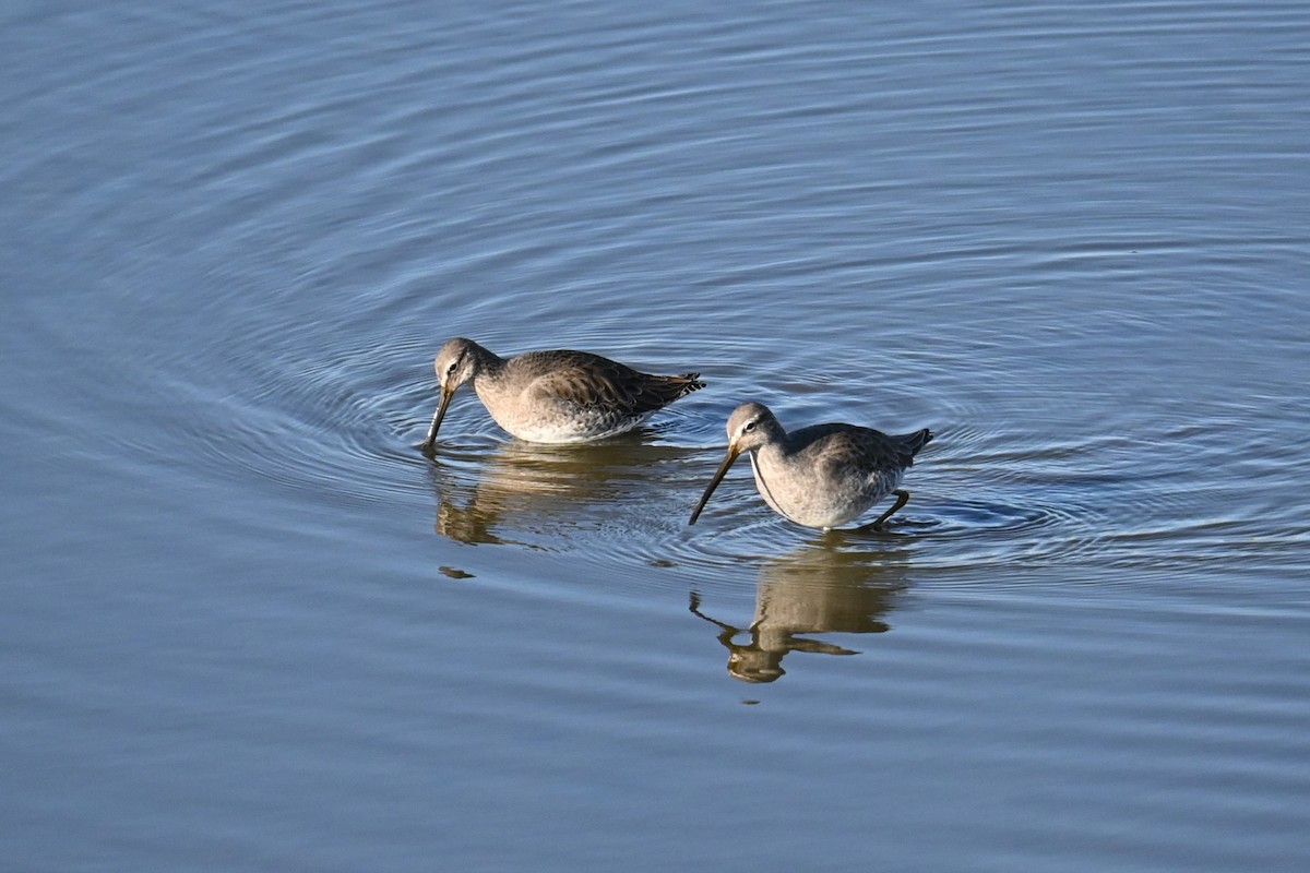 Long-billed Dowitcher - ML646503154