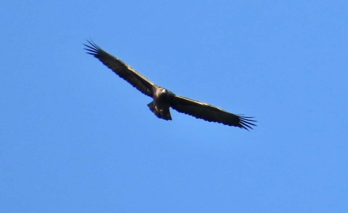 kongeørn - ML646503157