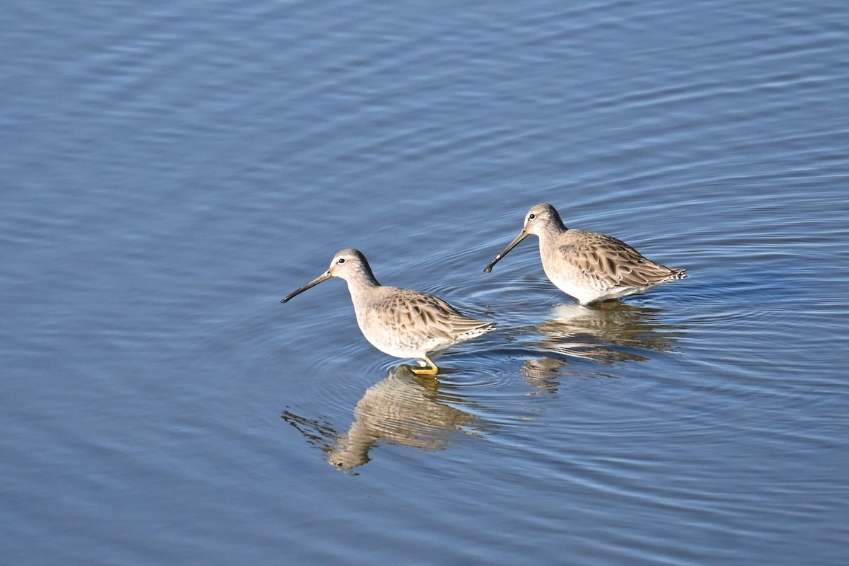 Long-billed Dowitcher - ML646503160