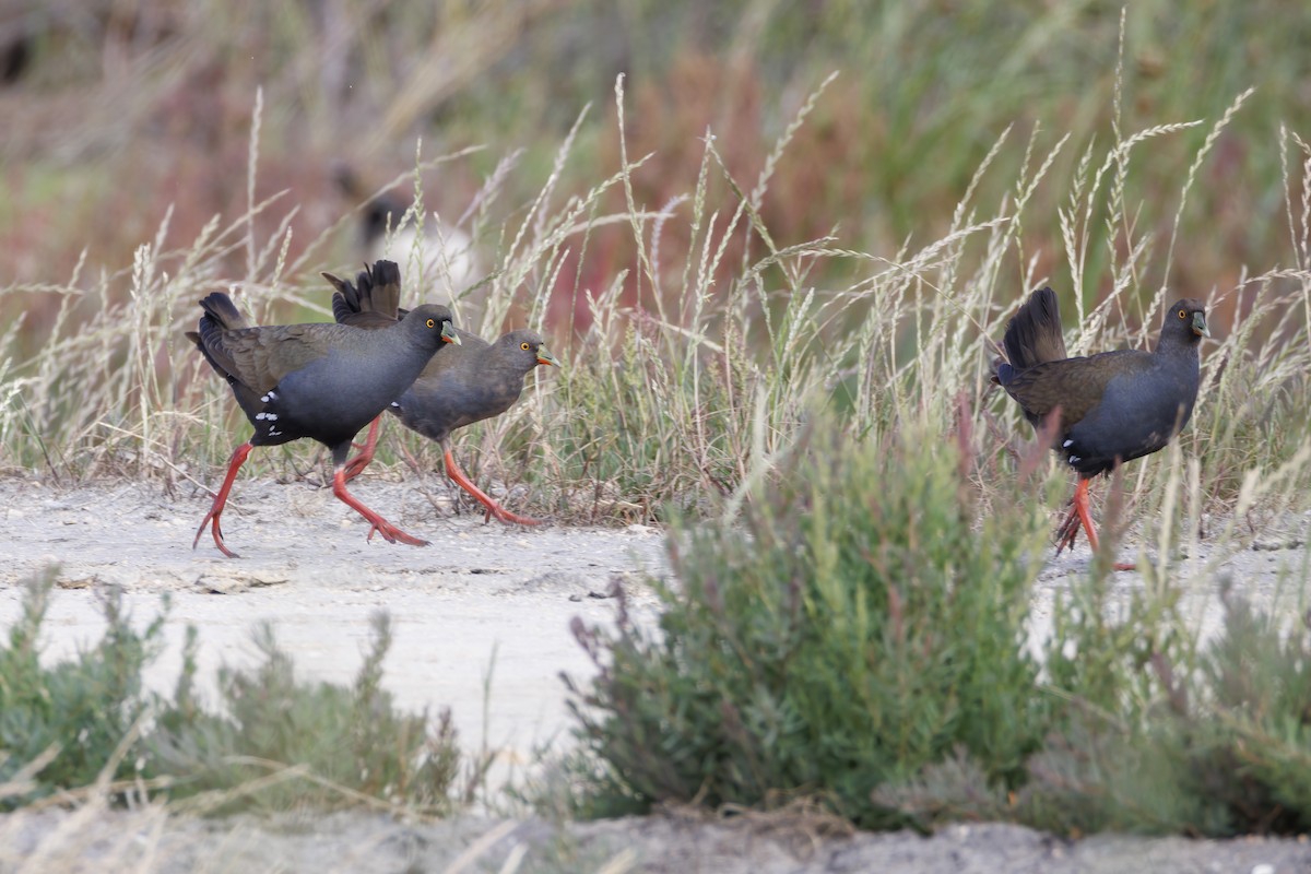 Black-tailed Nativehen - ML646503167