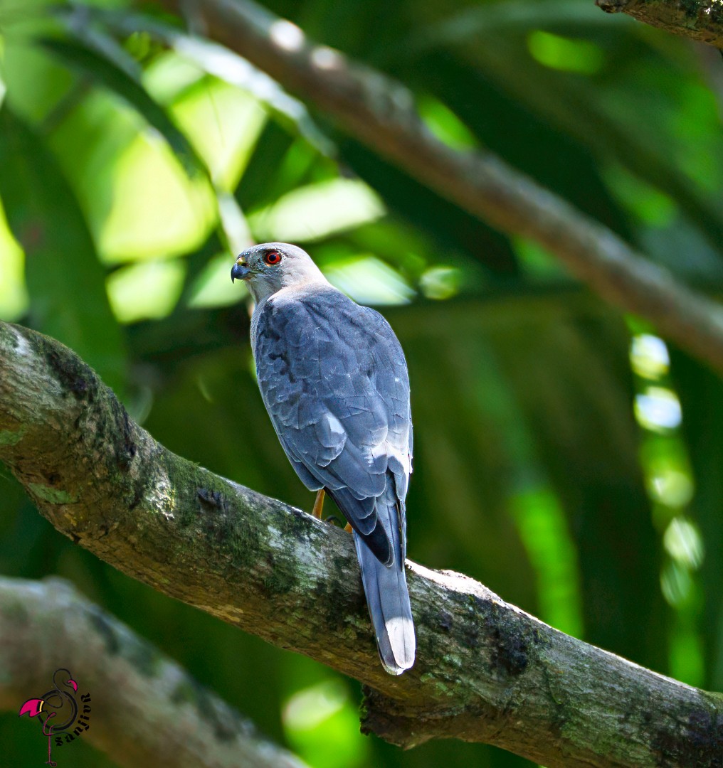 Shikra - ML646503169