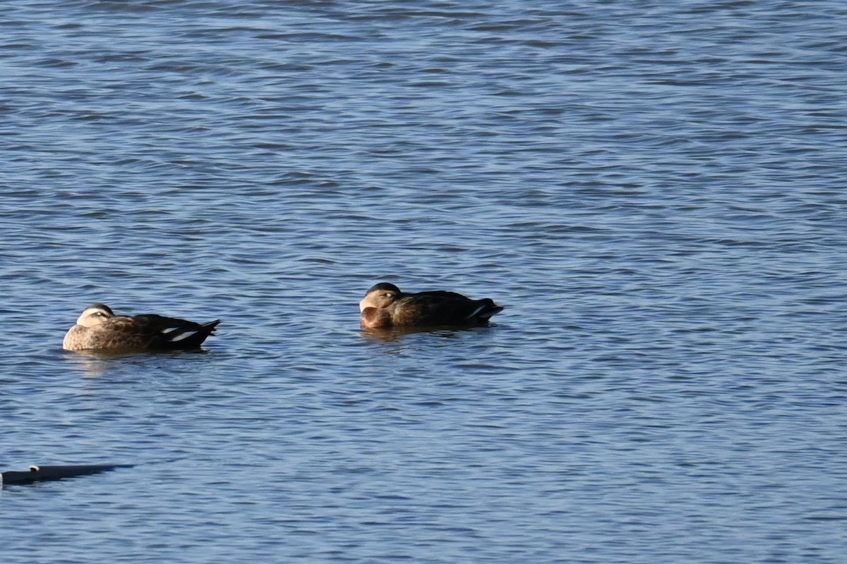 Eastern Spot-billed Duck x Mallard (hybrid) - ML646503171