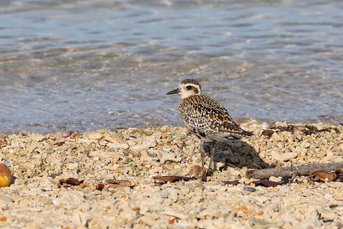 sibirlo - ML646503191