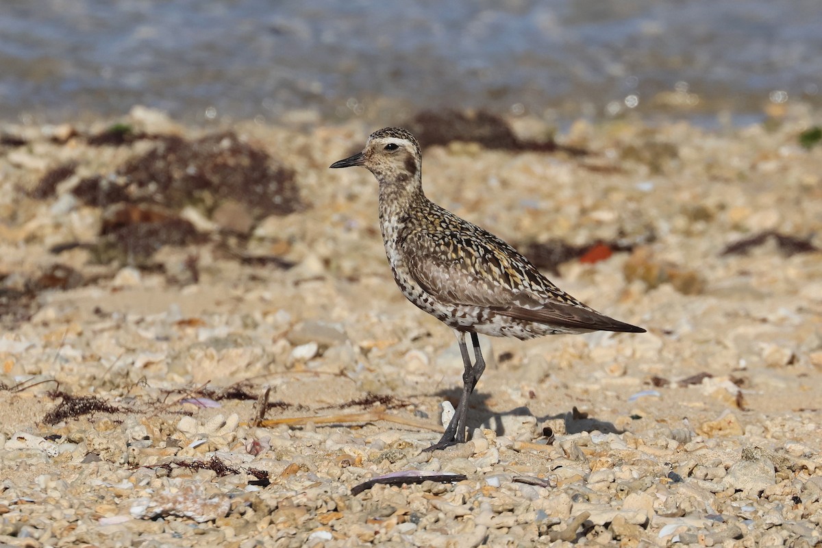 sibirlo - ML646503192