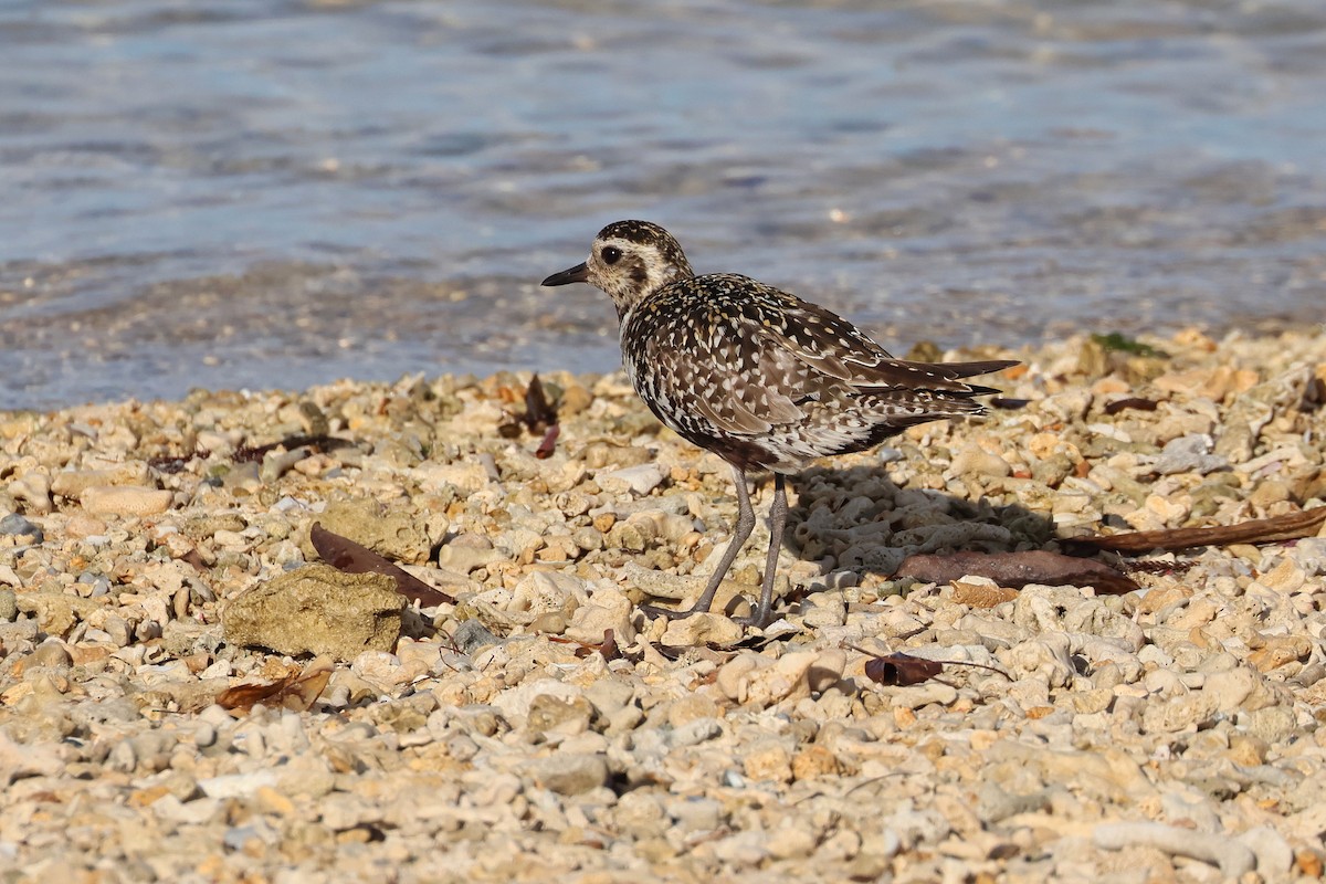 sibirlo - ML646503193