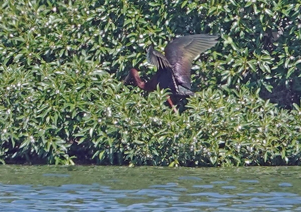 ブロンズトキ - ML646503194