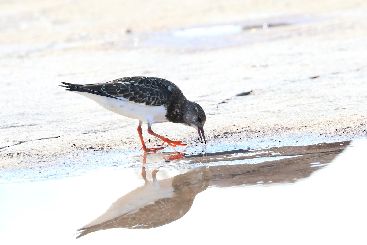 steinvender - ML646503195