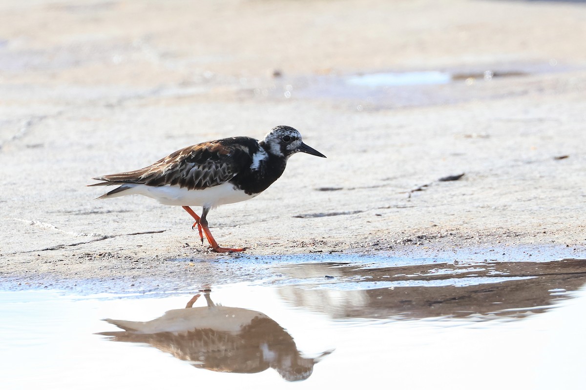 steinvender - ML646503196