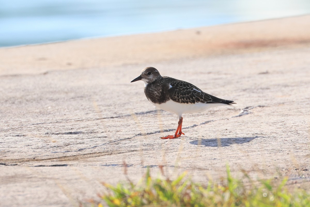 steinvender - ML646503197