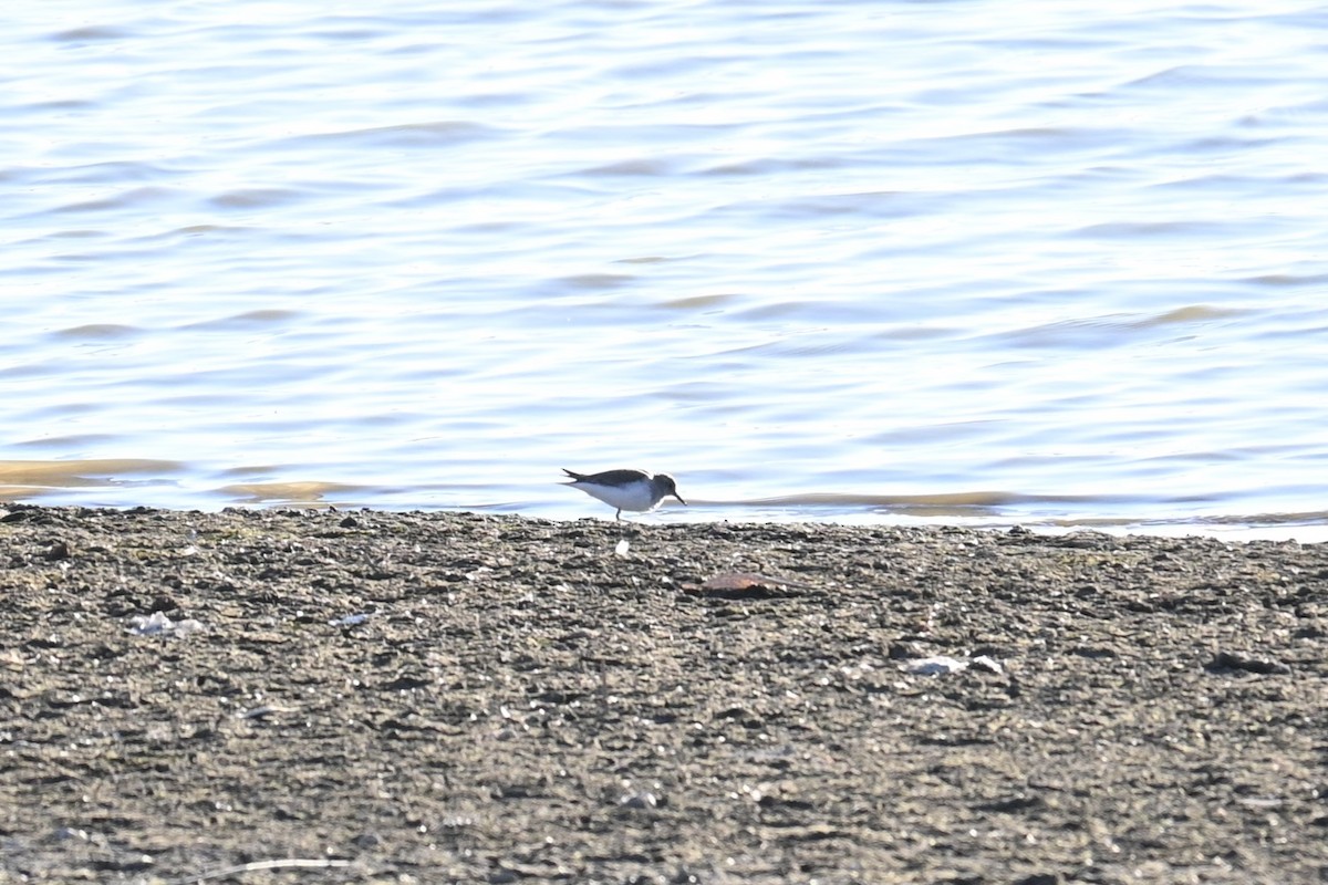 Temminck's Stint - ML646503199
