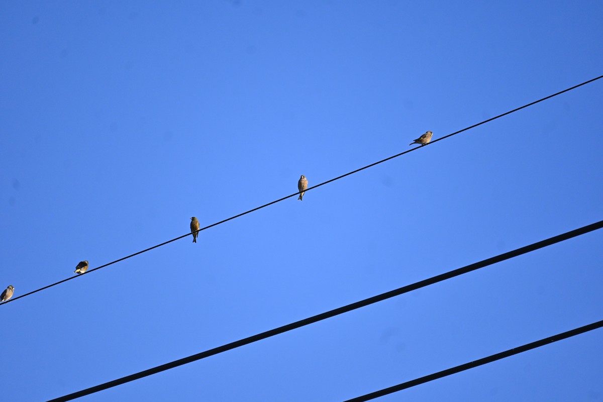 Oriental Greenfinch - ML646503204