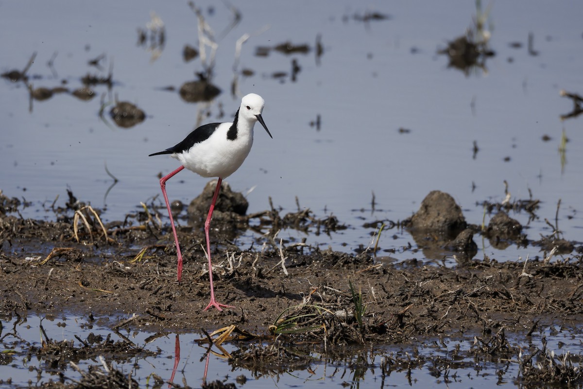 Pied Stilt - ML646503205