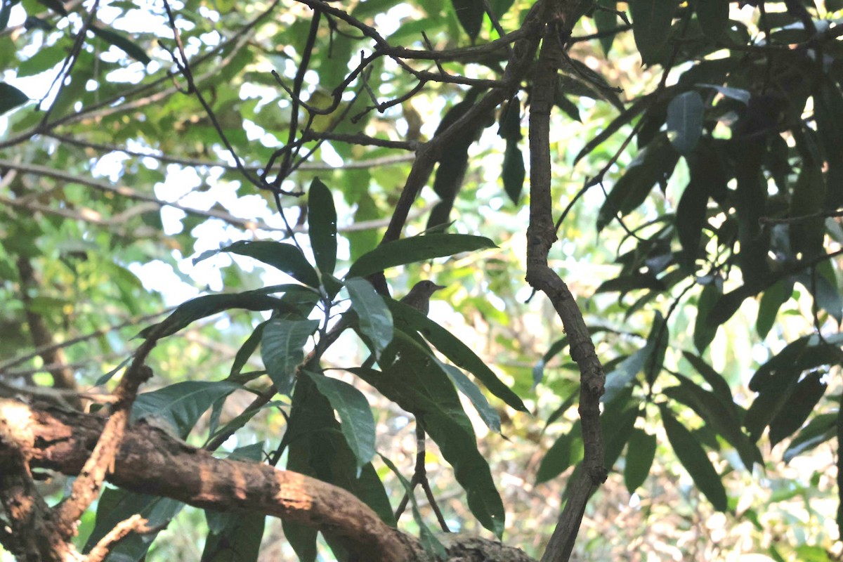 Blaukopfrötel - ML646503207