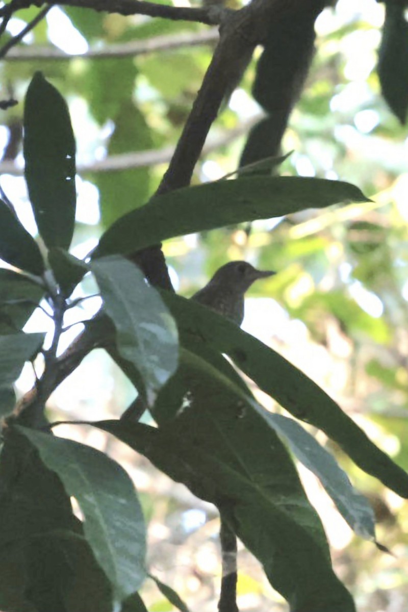 Blue-capped Rock-Thrush - ML646503208