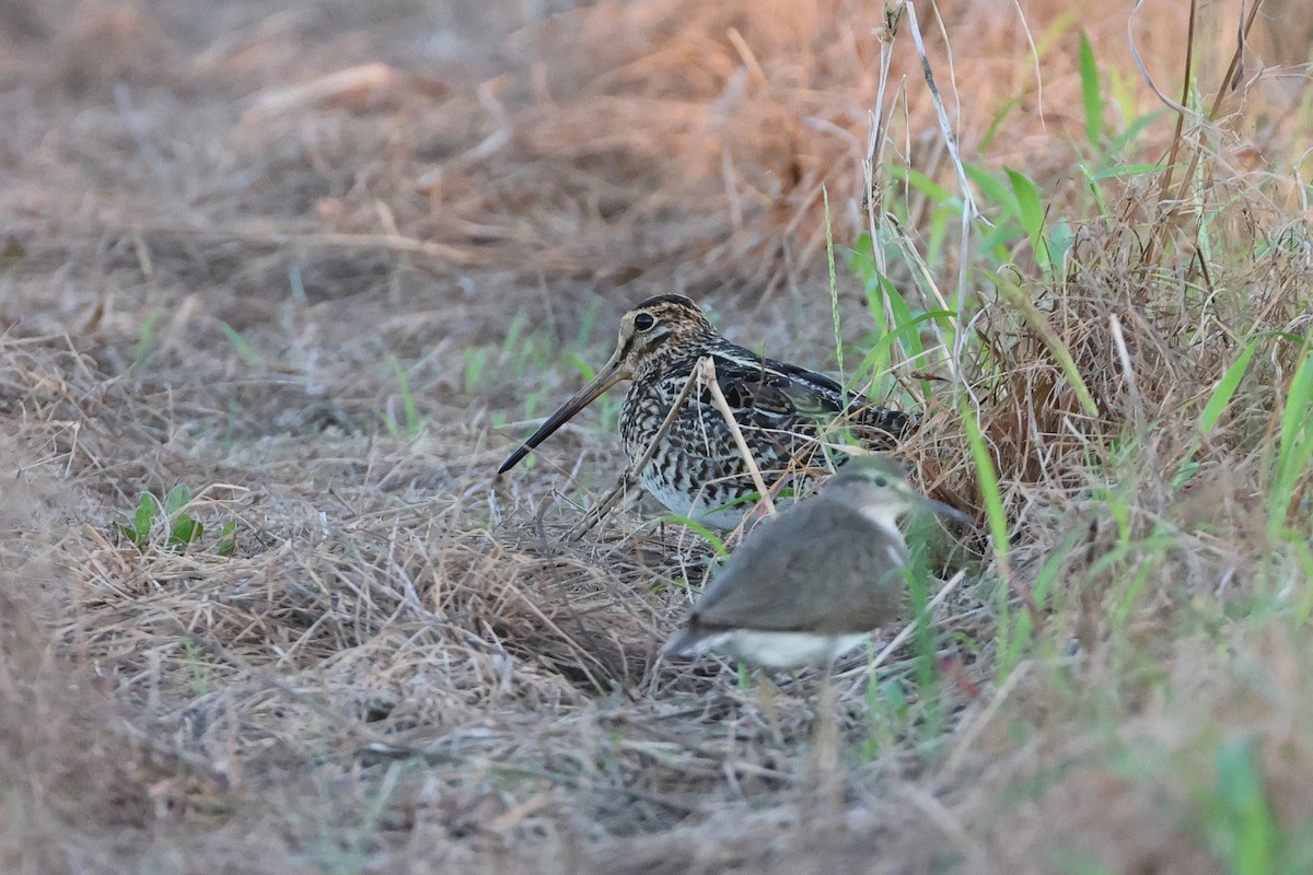 bajkalbekkasin/sibirbekkasin - ML646503210