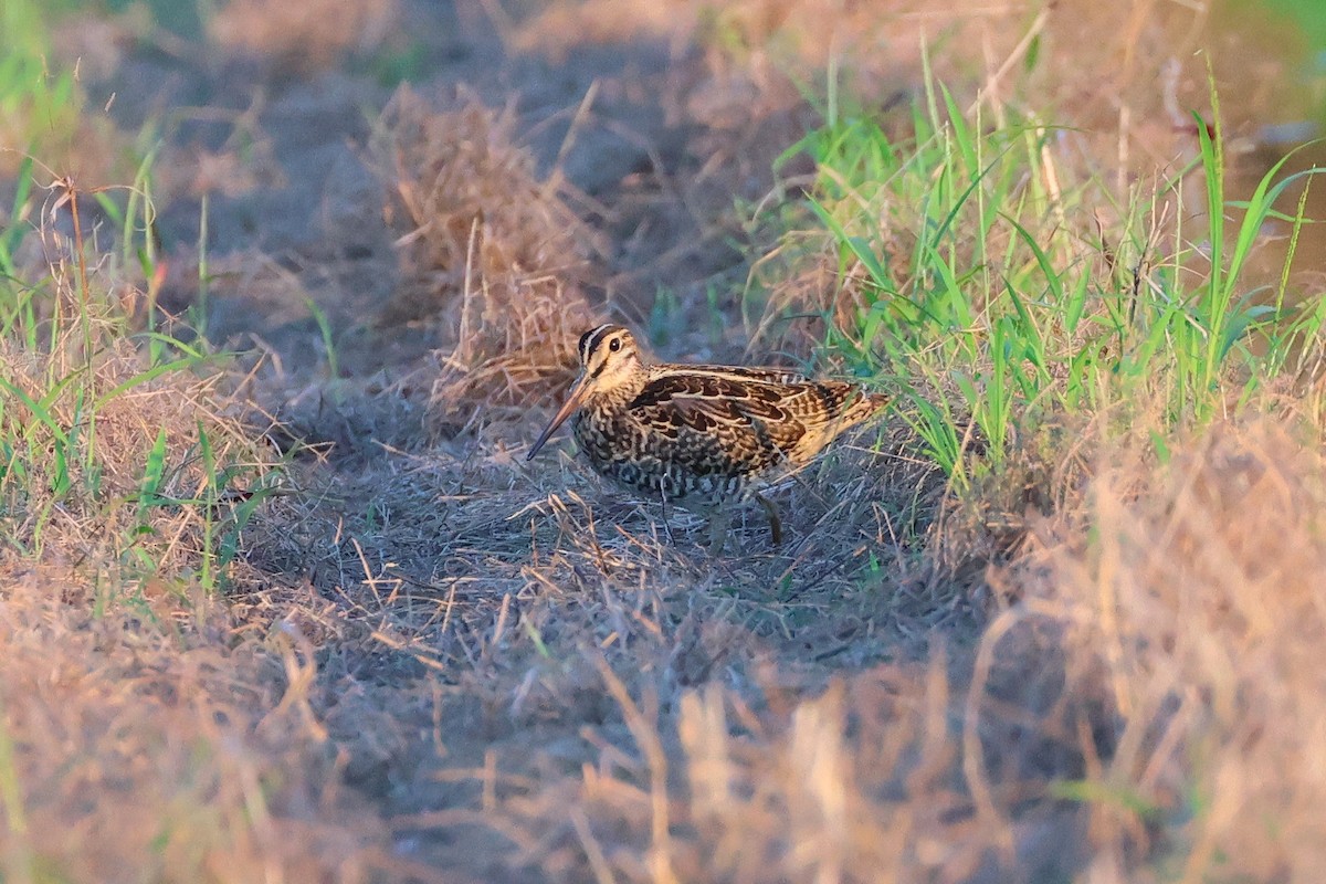 bajkalbekkasin/sibirbekkasin - ML646503211