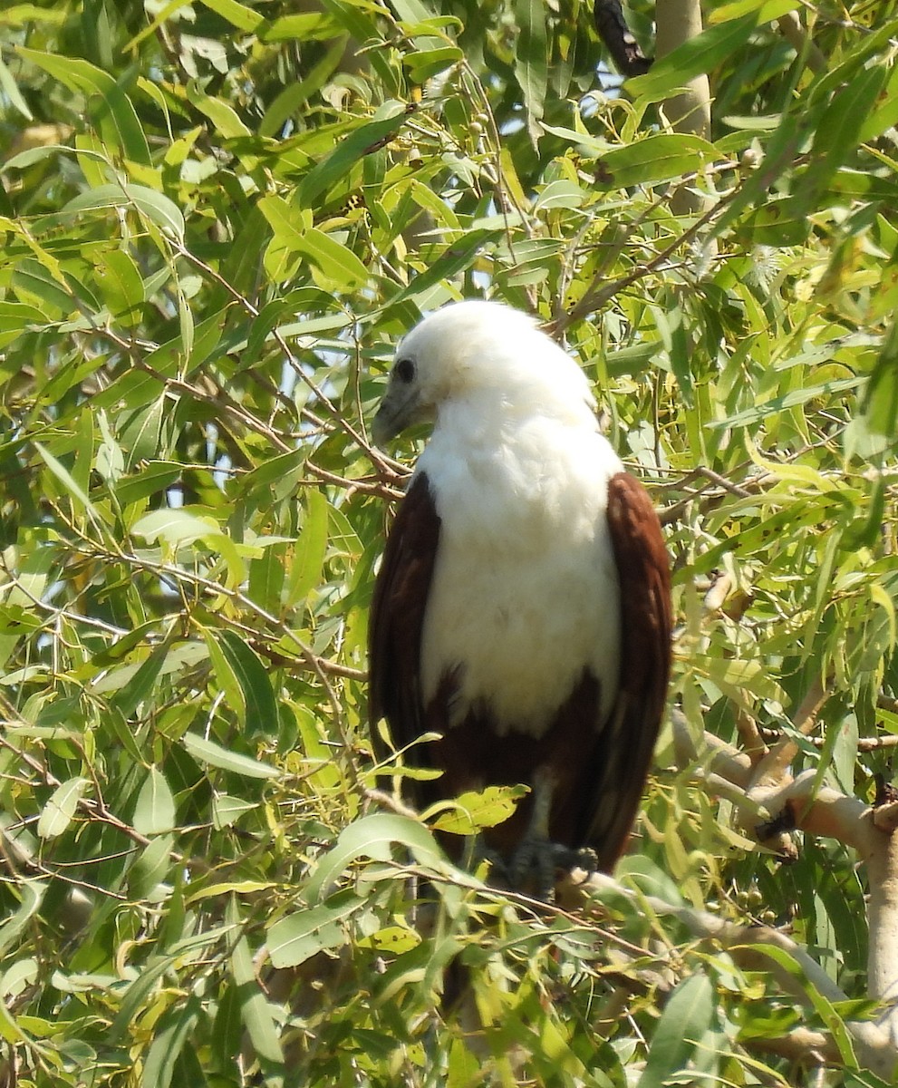Brahminy Kite - ML646503212