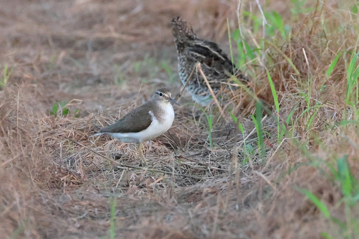 strandsnipe - ML646503213