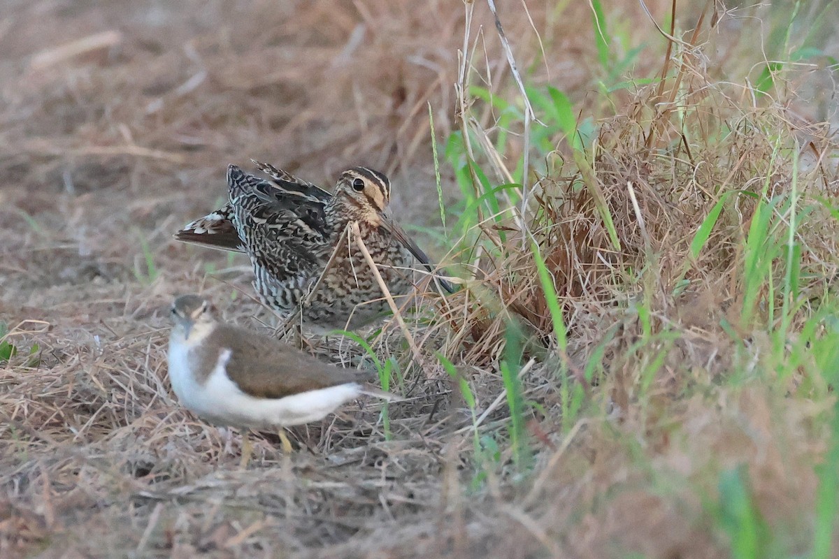bajkalbekkasin/sibirbekkasin - ML646503214