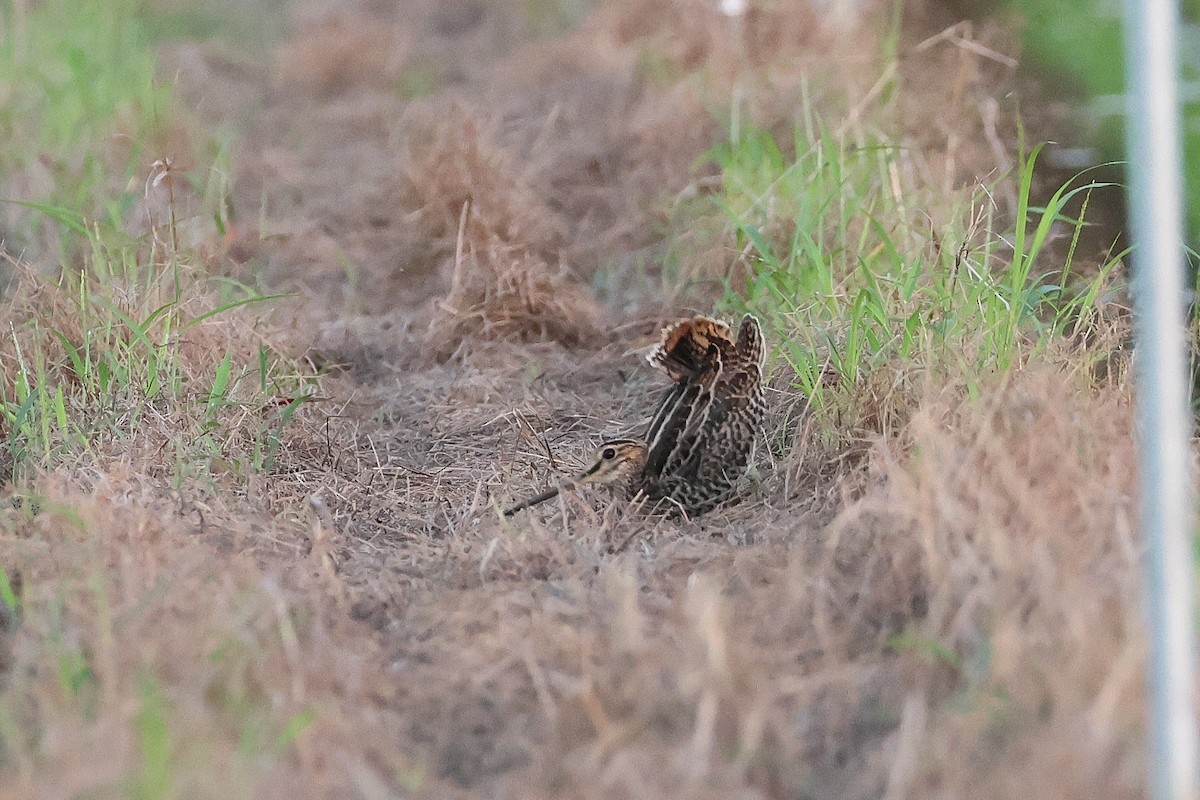 bajkalbekkasin - ML646503215