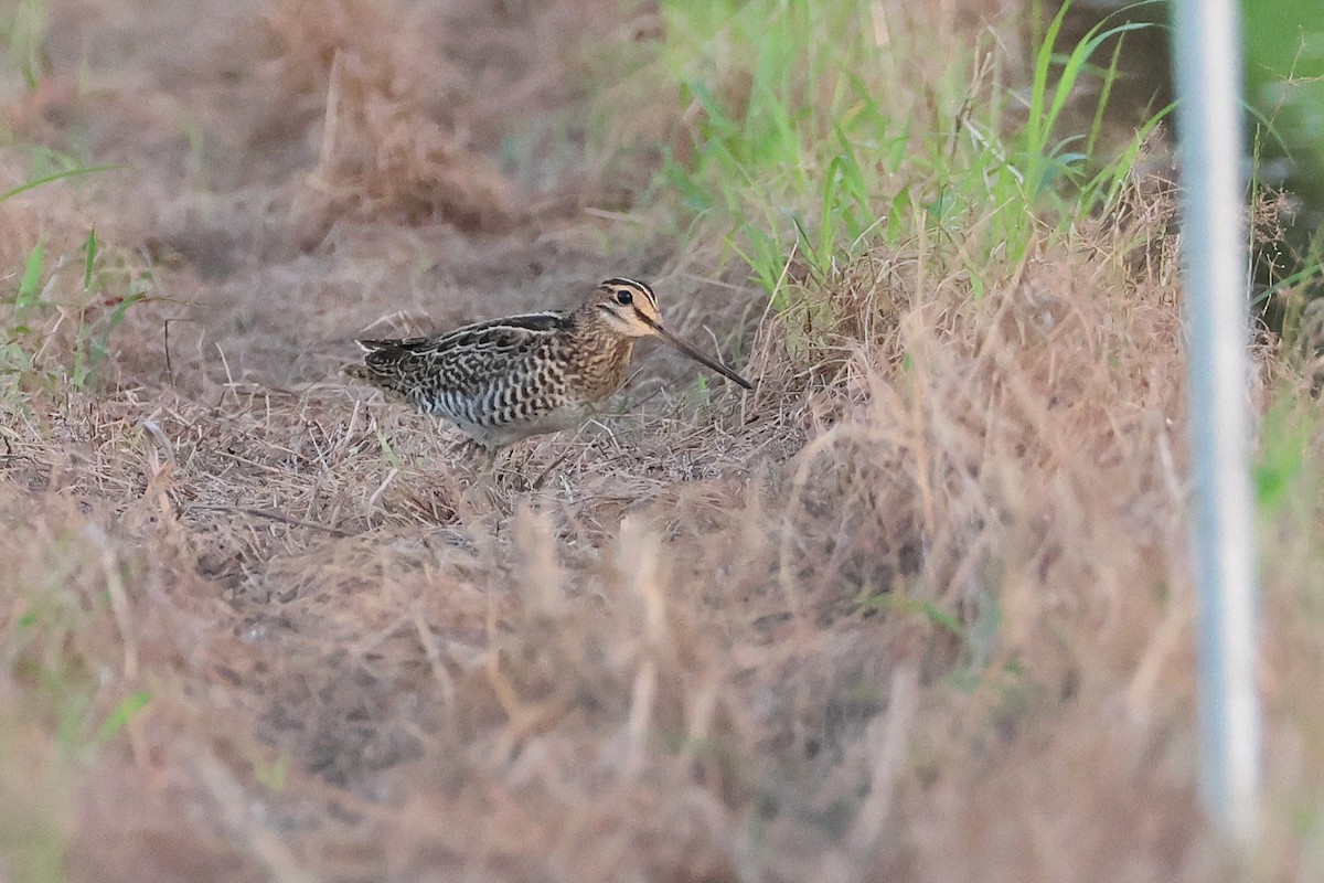 bajkalbekkasin - ML646503216