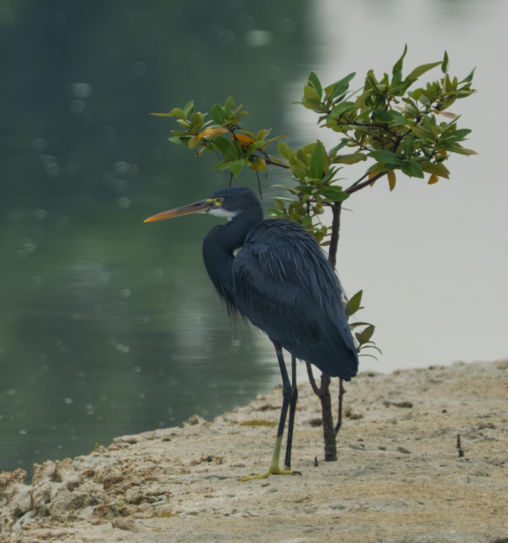 アフリカクロサギ - ML646503217